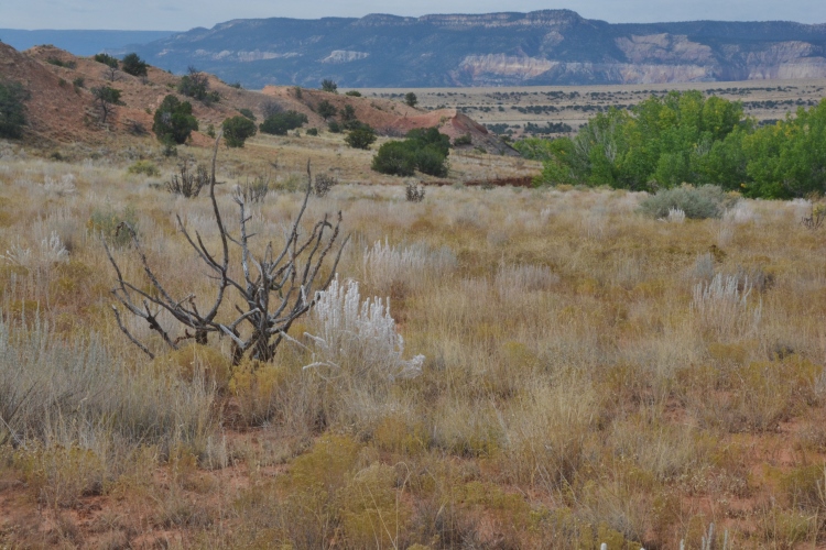 scenes along the Matrimonial Mesa Trail